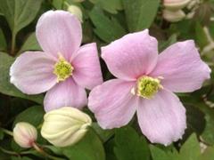 کلماتیس هیمالیایی / کلماتیس کوهی